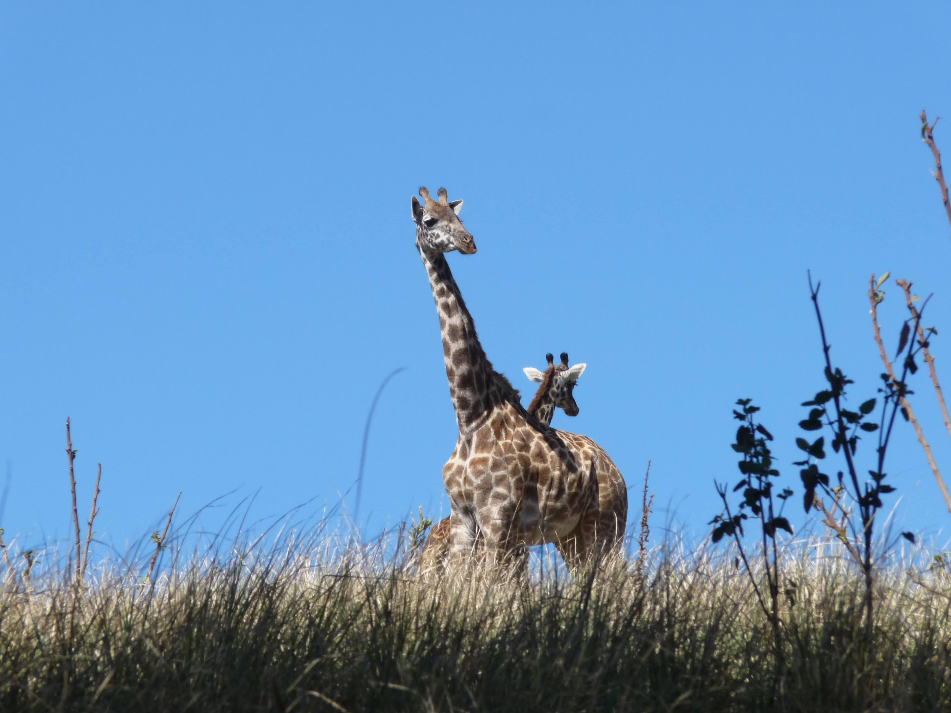 Jour 3 : Du Parc National du Serengeti au Ngorongoro – L'Aube des Chasseurs