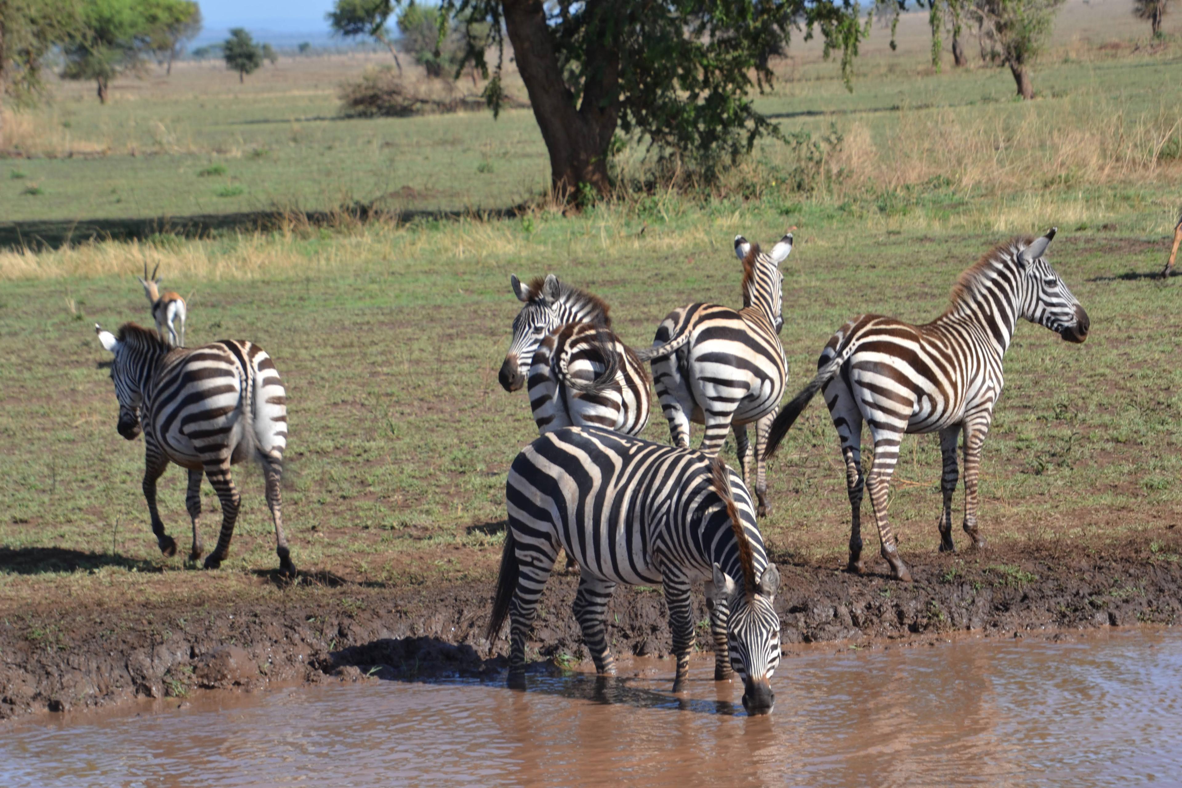 Safari & Kilimanjaro