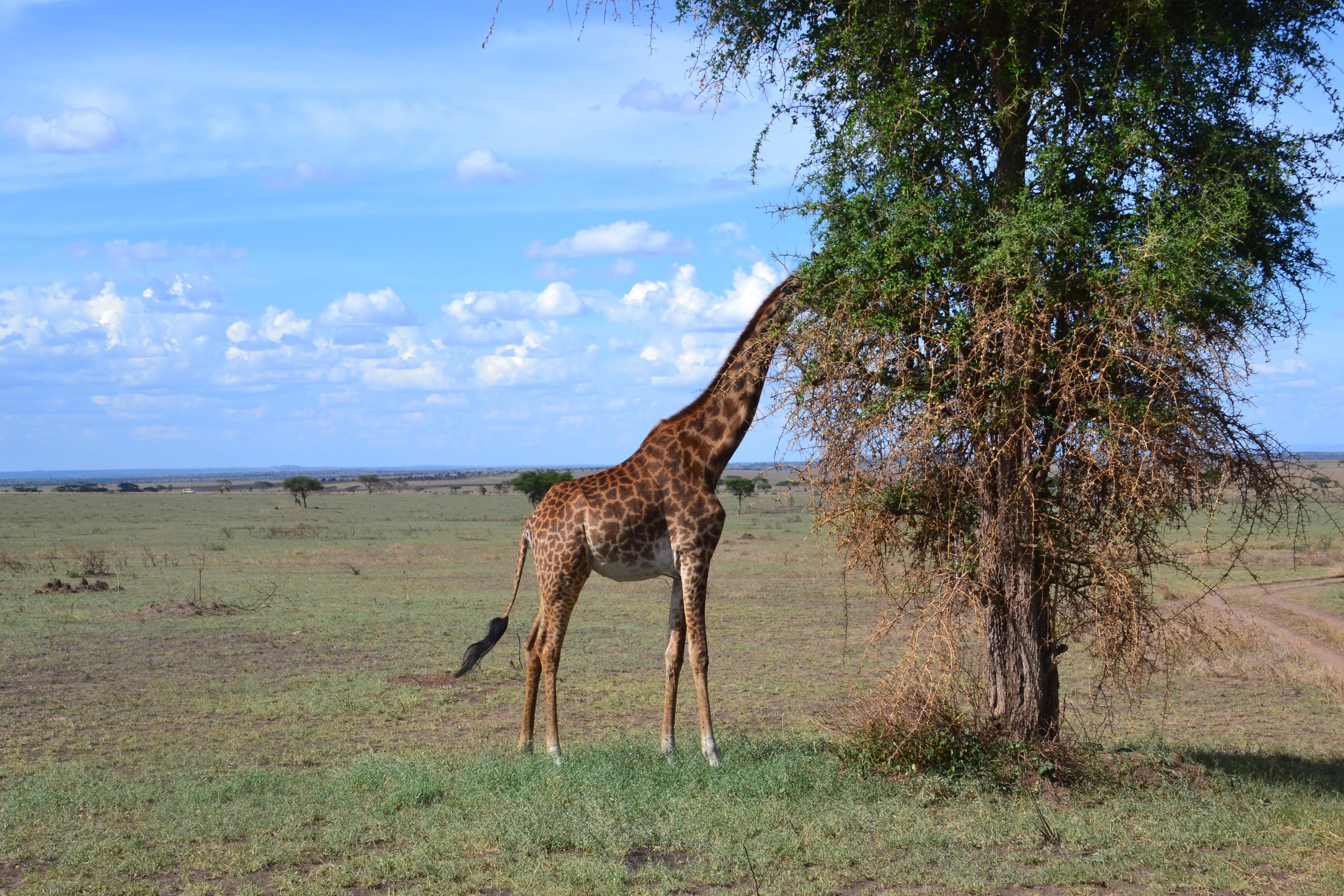 Jour 2 : De Tarangire au Parc National du Serengeti – Vers la Plaine Infinie