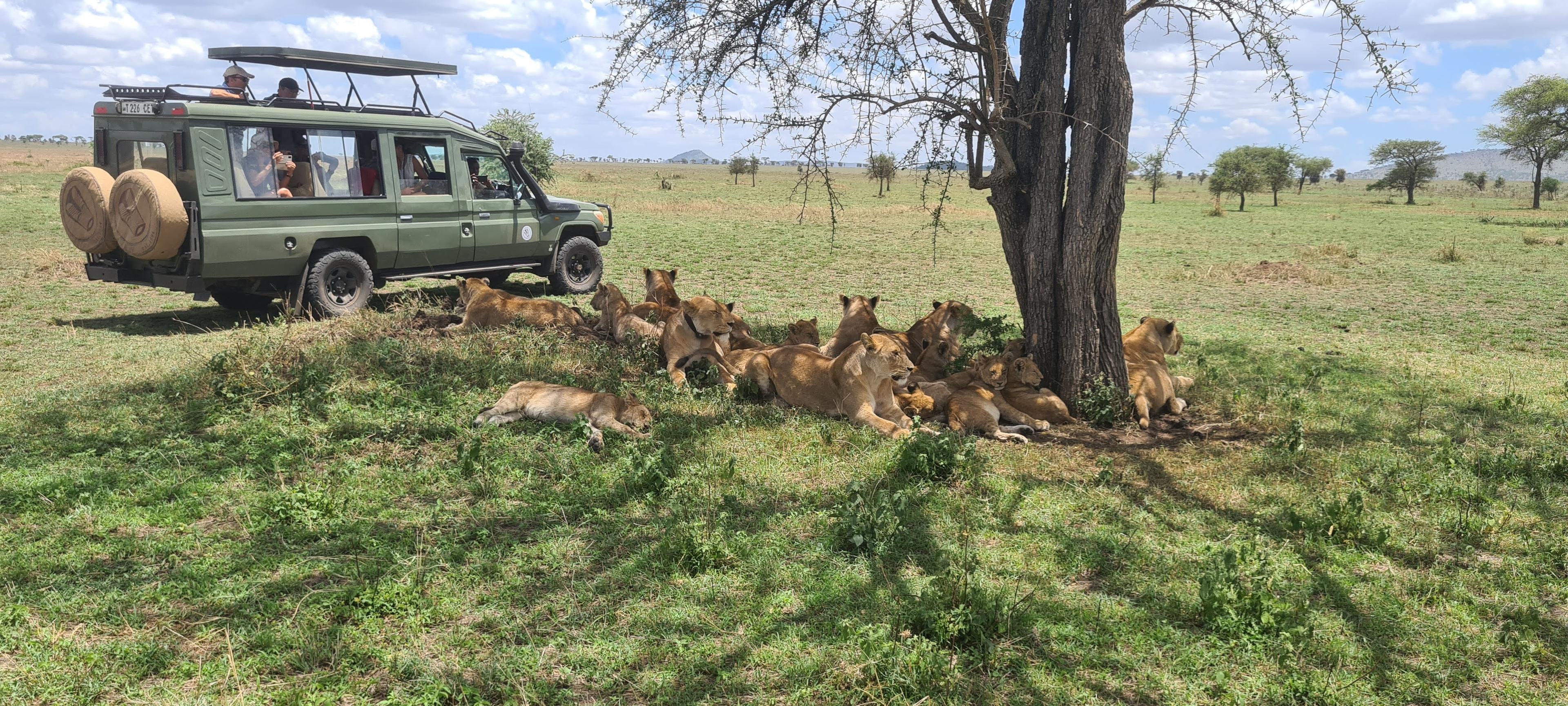 Safari en Tanzanie