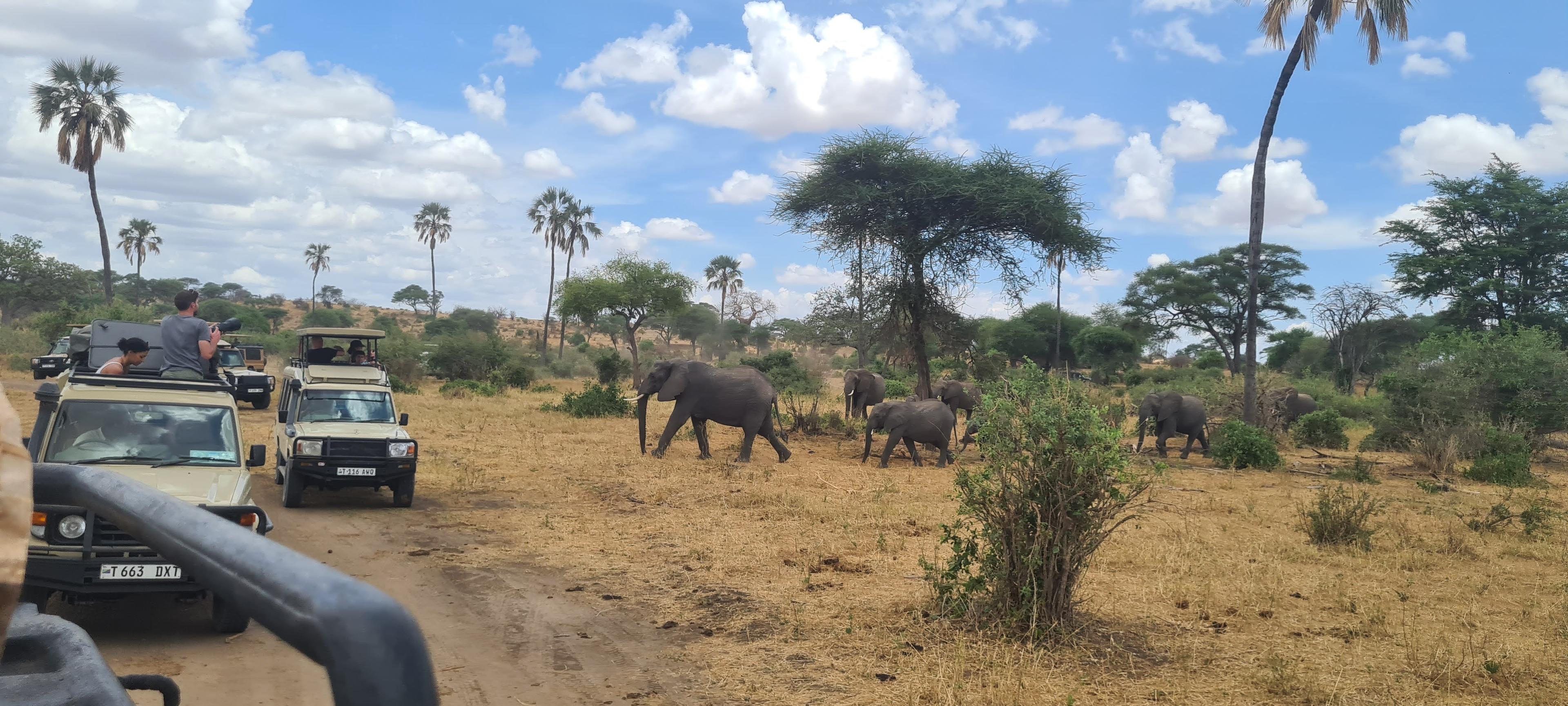 Jour 2 : Parc national de Tarangire
