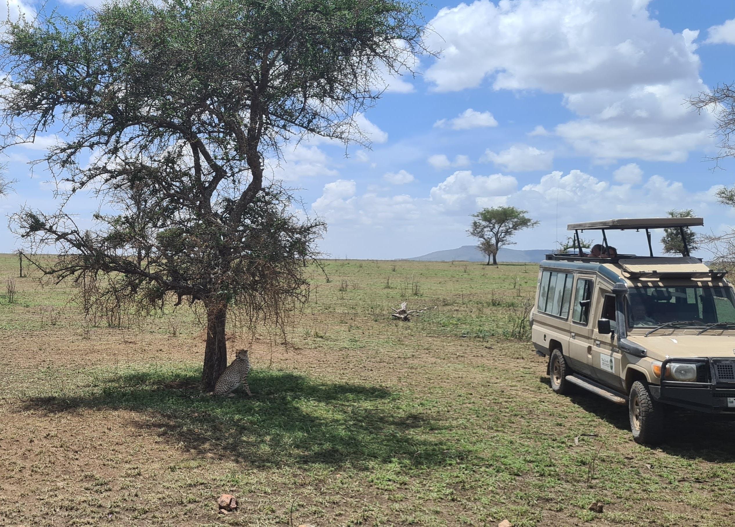 Jour 4 : Journée complète de safari dans le parc national du Serengeti