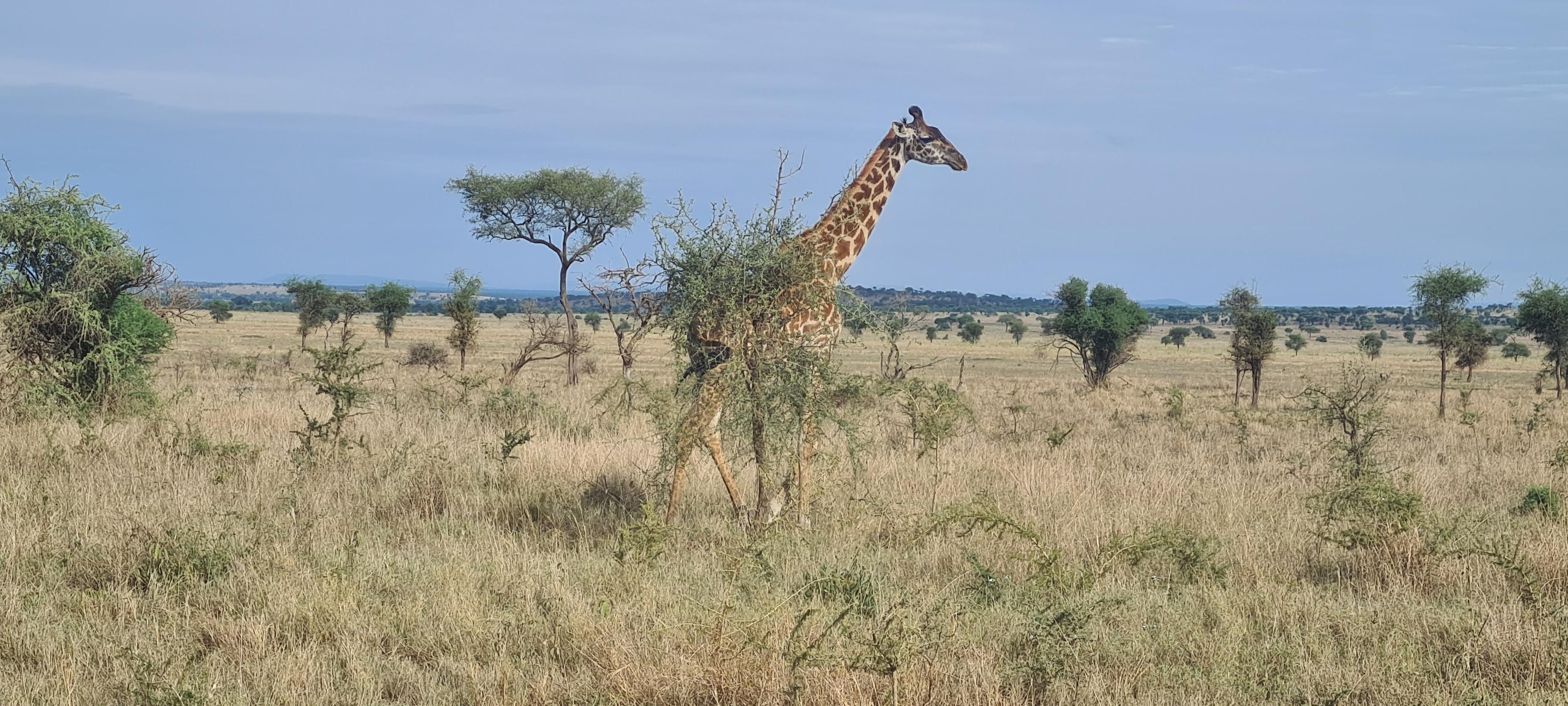 Jour 3 : De Tarangire au Parc National du Serengeti – Vers la Plaine Infinie