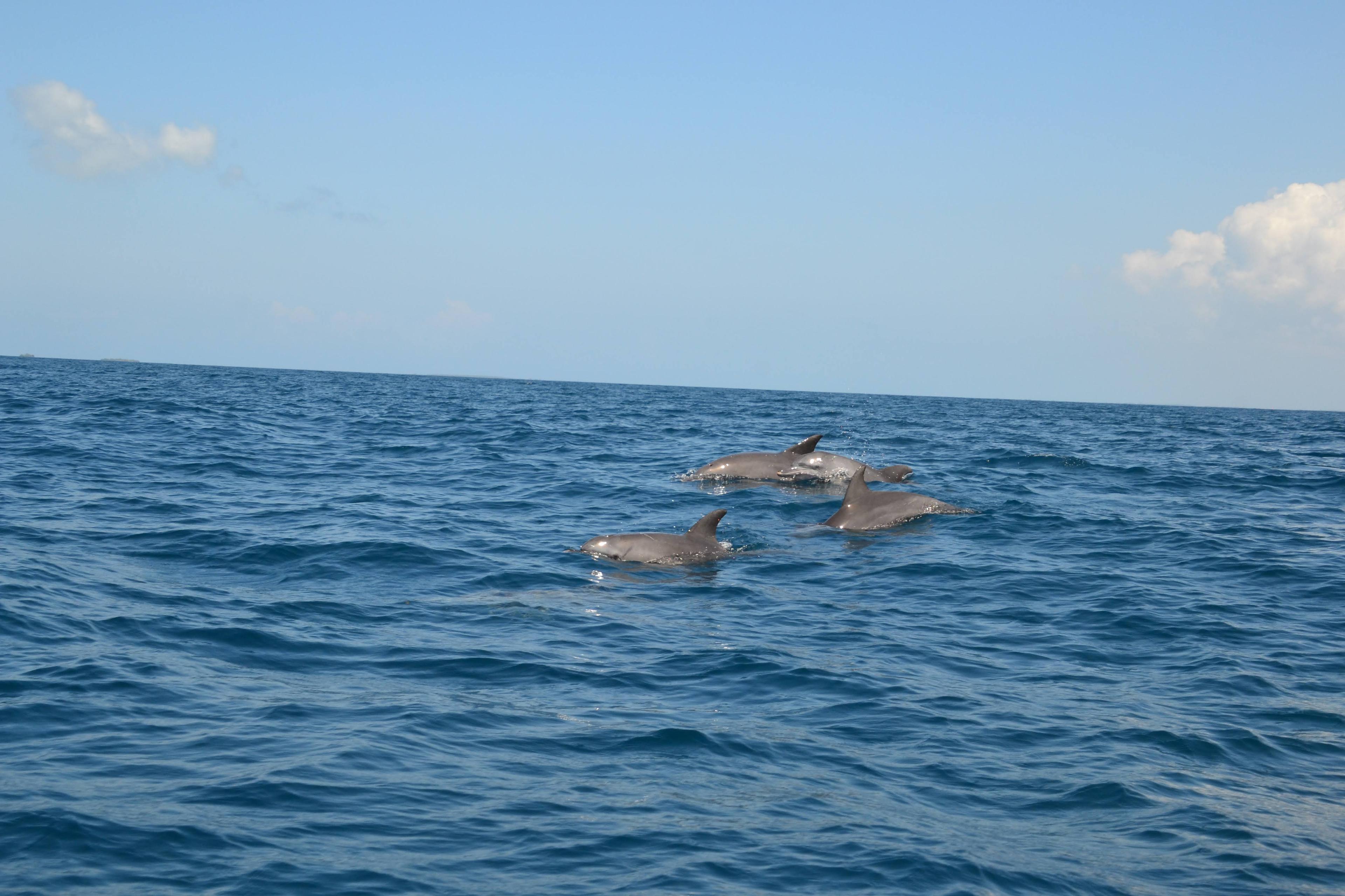 Jour 8 : Demi-Journée Mnemba – Dauphins et Récifs Secrets