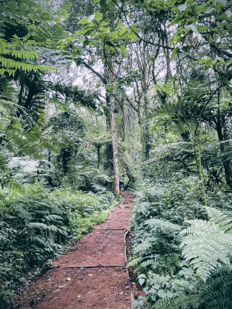 Descente vers Horombo Hut