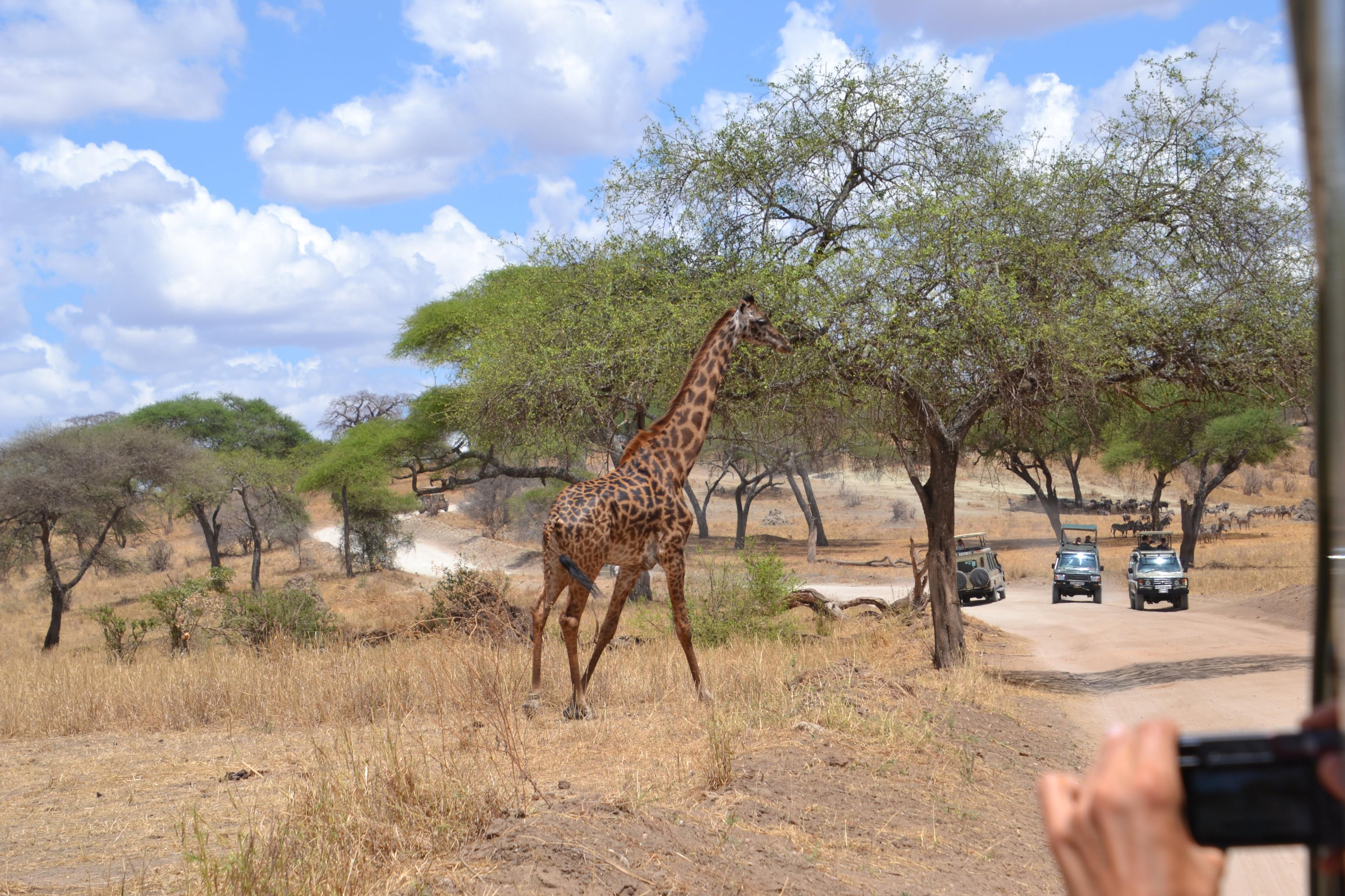 Jour 3 - Du parc national du Serengeti au Ngorongoro