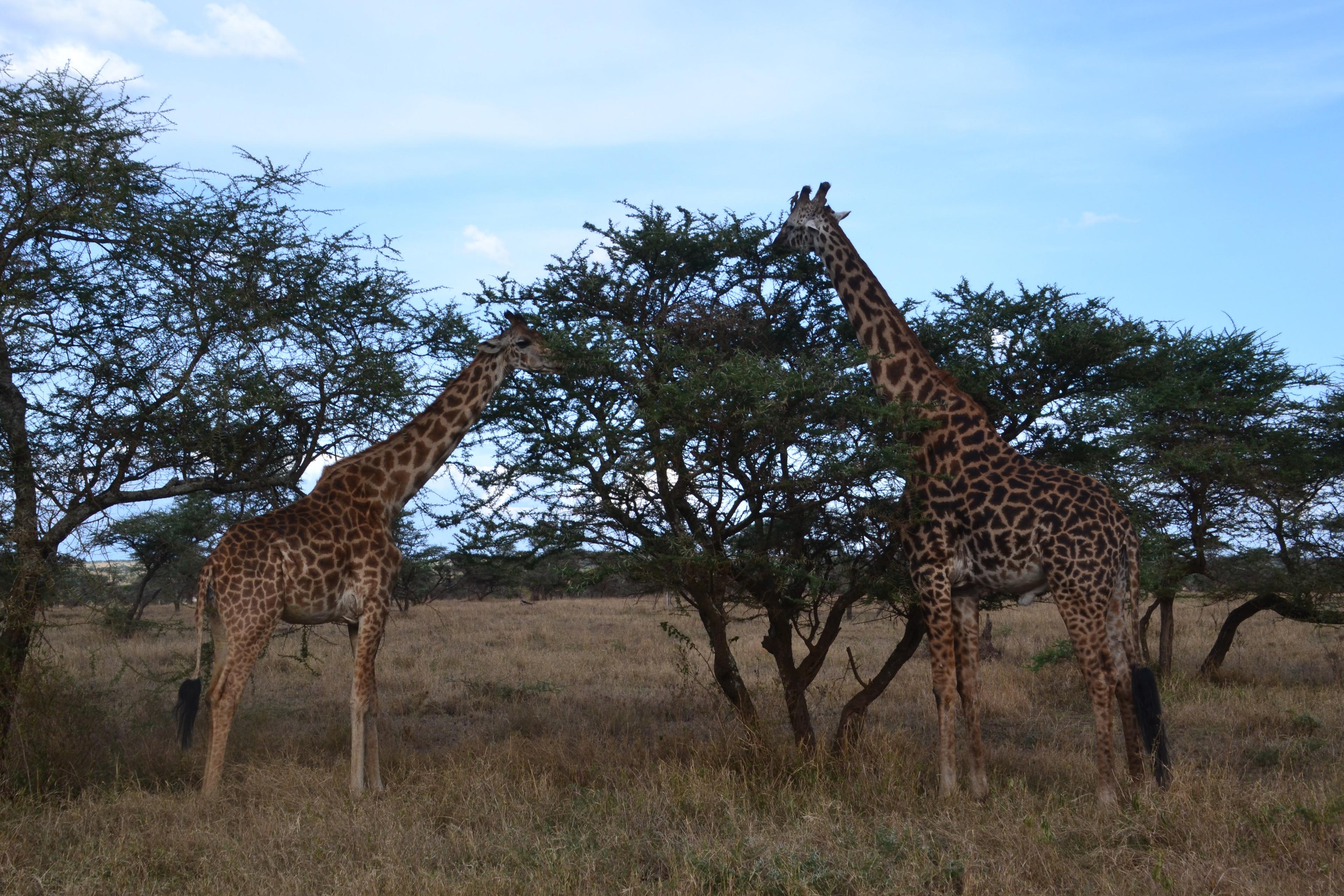 Jour 2 - De Tarangire au parc national du Serengeti