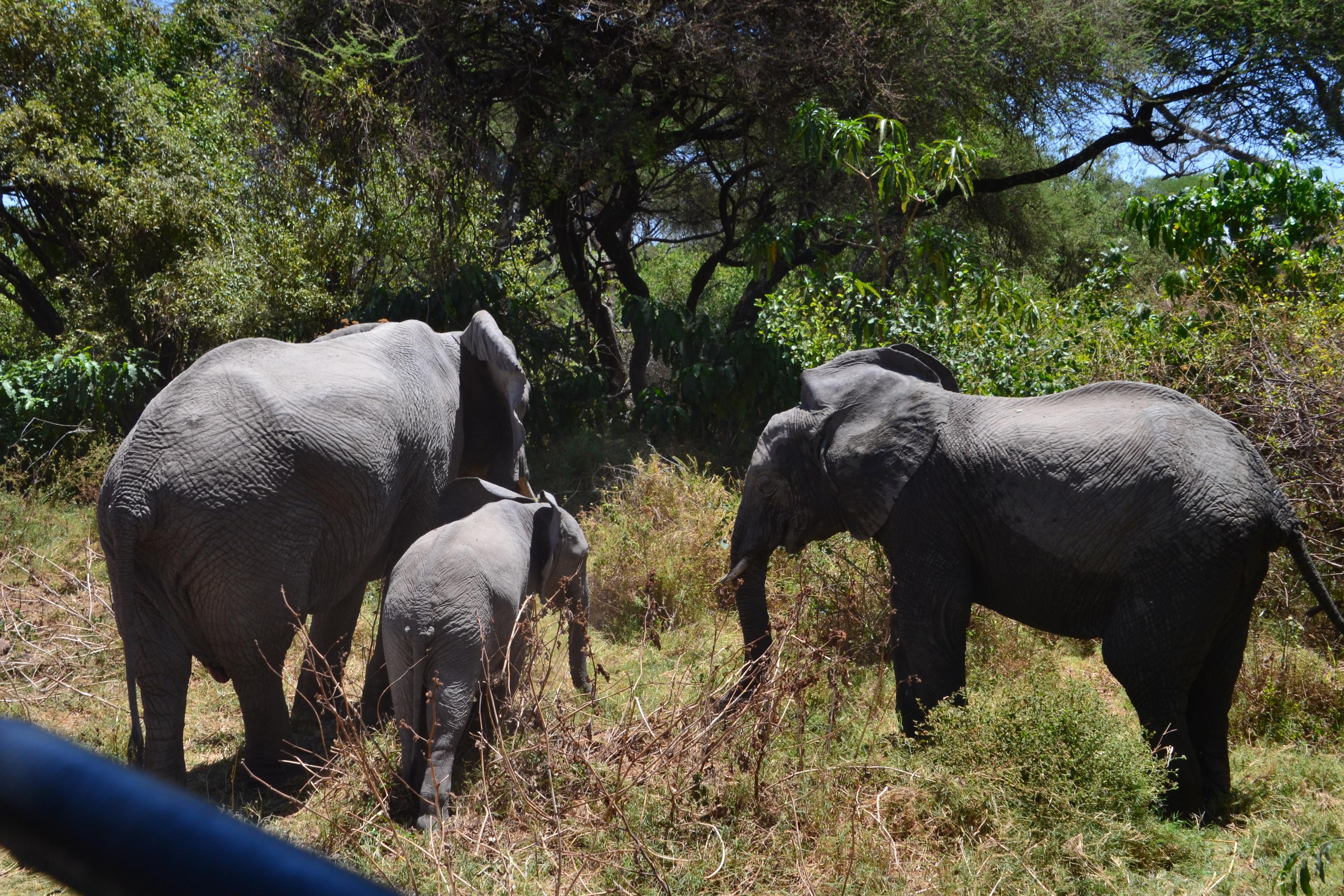 Jour 1 - D'Arusha au parc national de Tarangire