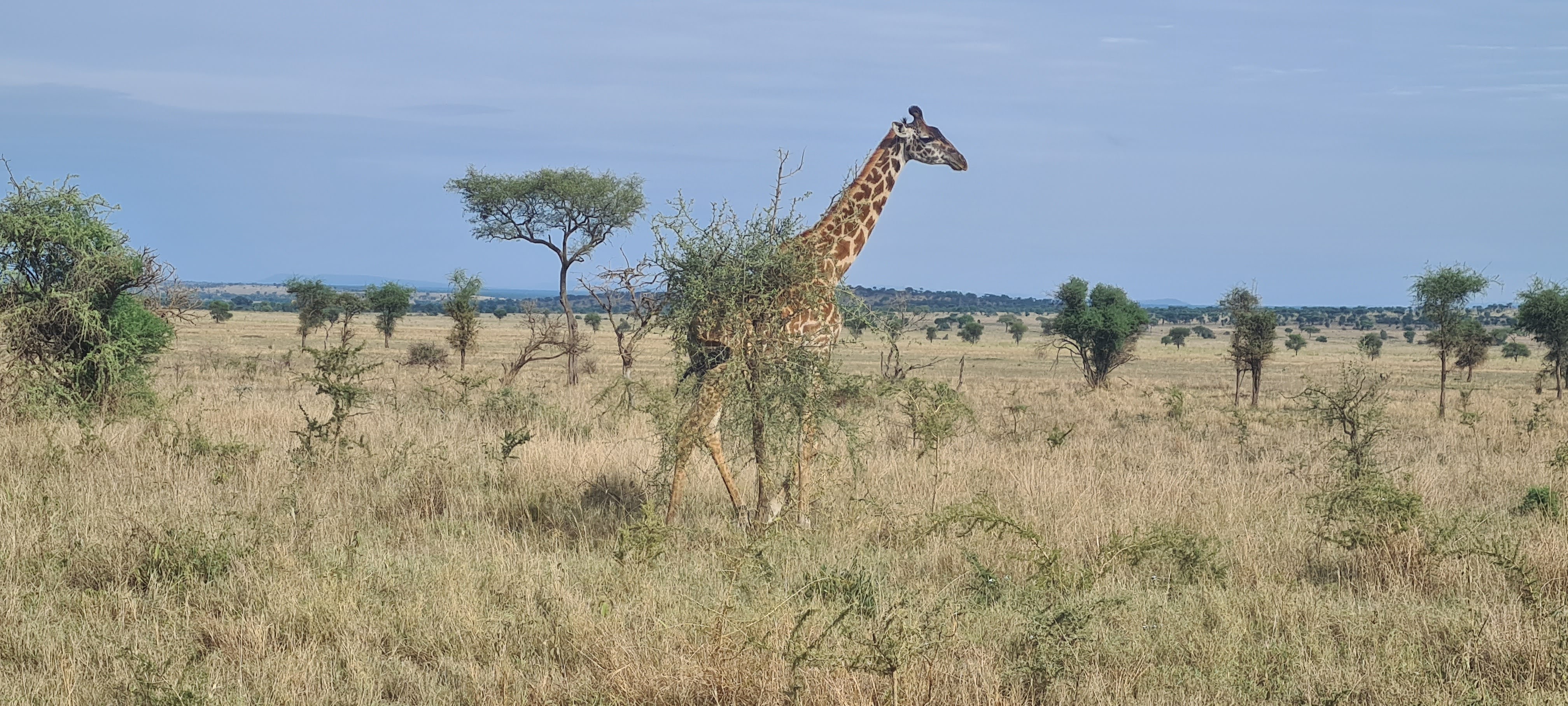 Serengeti