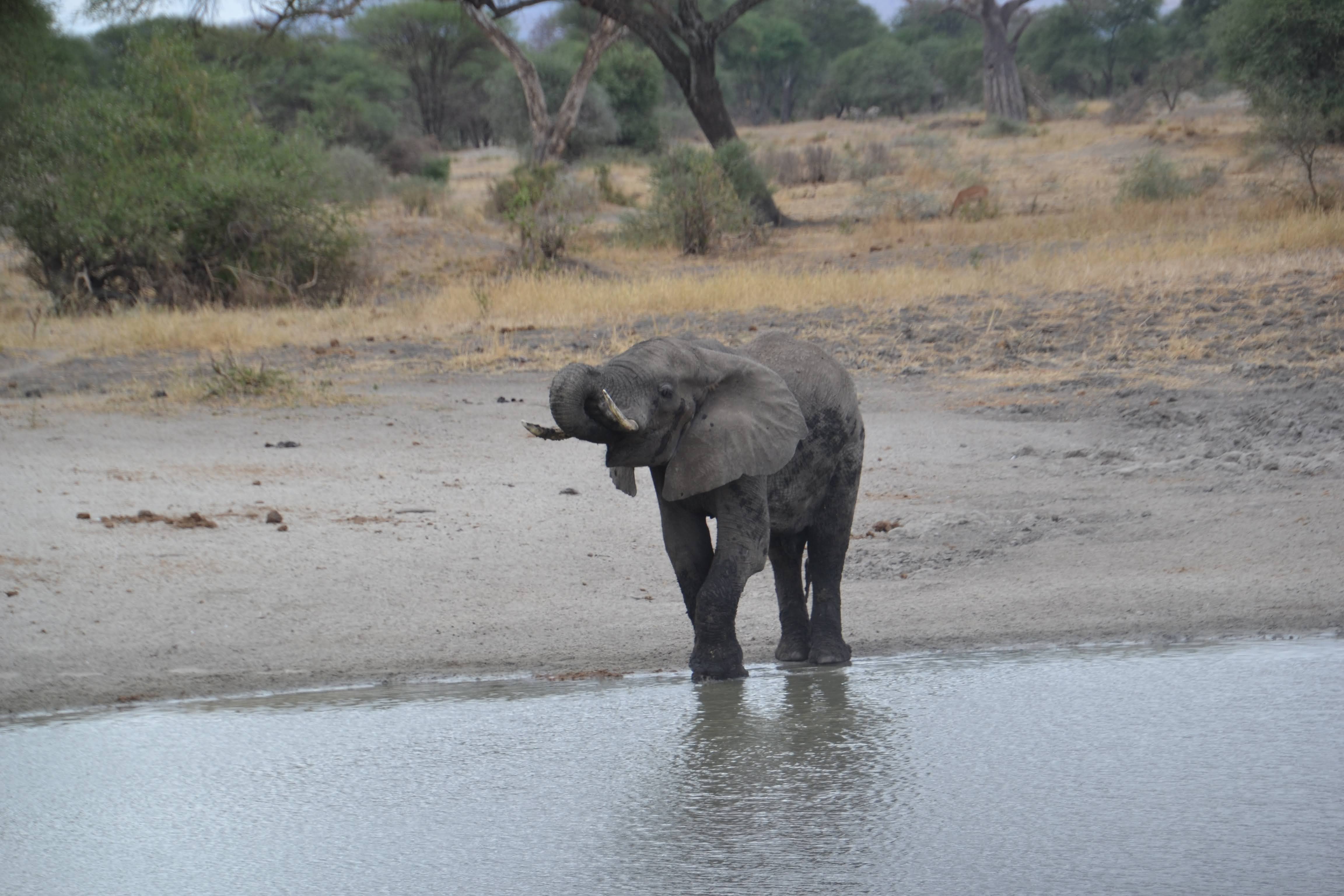 Jour 2 - 2jours au parc national de Tarangire
